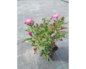 Aster dumosus ‘Starlight’