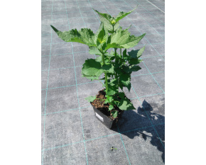 Agastache rugosa ‘Alabaster’
