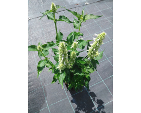 Agastache rugosa ‘Alabaster’