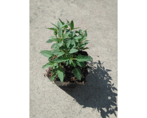 Nepeta sibirica ‘Souvenir d'A. Chaudron’