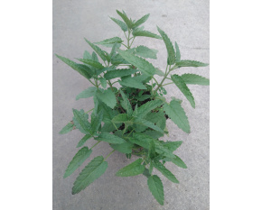 Nepeta sibirica ‘Souvenir d'A. Chaudron’