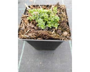Thymus serpyllum ‘Rasta’