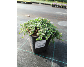 Thymus serpyllum ‘Rasta’
