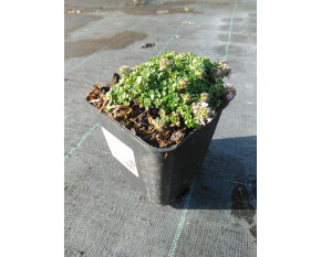 Thymus serpyllum ‘Rasta’