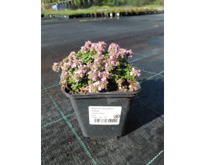 Thymus serpyllum ‘Rasta’