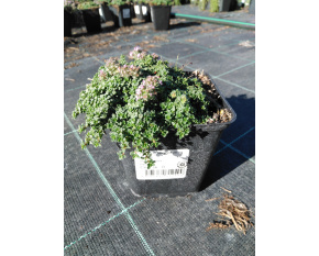 Thymus serpyllum ‘Rasta’