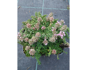 Thymus serpyllum ‘Rasta’