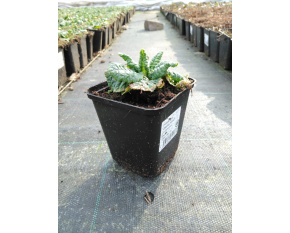 Primula veris ‘Cabrillo Yellow’