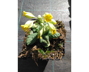 Primula veris ‘Cabrillo Yellow’