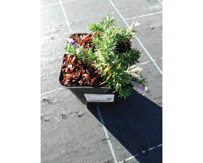 Phlox douglasii ‘Eva’