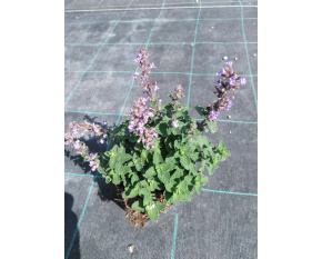 Nepeta ‘Cat´s Pajamas’