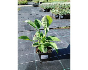 Echinacea purpurea ‘Prairie Yellow’