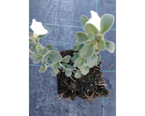 Antirrhinum hispanicum