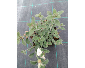 Antirrhinum hispanicum