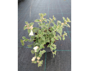 Antirrhinum hispanicum