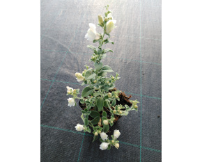 Antirrhinum hispanicum