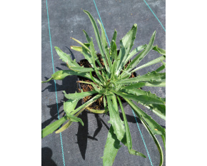 Catananche caerulea