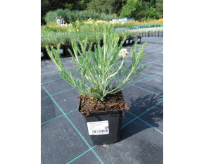Santolina chamaecyparissus ‘Edward Bowles’