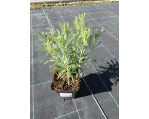 Santolina chamaecyparissus ‘Edward Bowles’