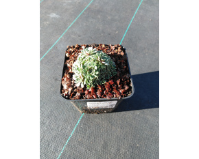 Saxifraga paniculata ‘Whitehill’