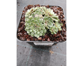 Saxifraga paniculata ‘Whitehill’