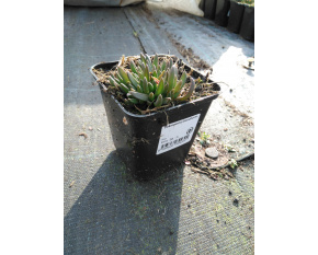 Delosperma basuticum