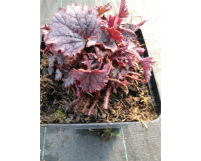 Heucherella ‘Plum Cascade’