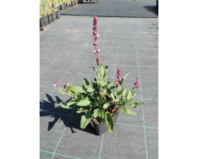 Salvia nemorosa ‘Caradonna Pink’ P9x9