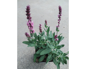 Salvia nemorosa ‘Caradonna Pink’ P9x9