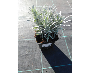Lavandula x inter. ‘Phenomenal’