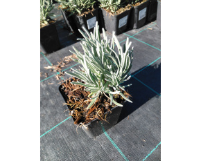Lavandula x inter. ‘Phenomenal’