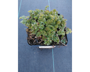 Potentilla clusiana