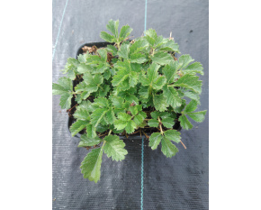 Potentilla clusiana