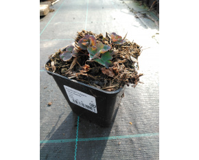 Aquilegia vulgaris ‘Blue Barlow’