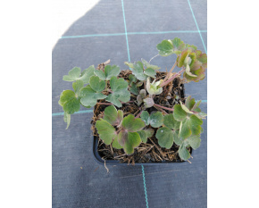 Aquilegia vulgaris ‘Blue Barlow’