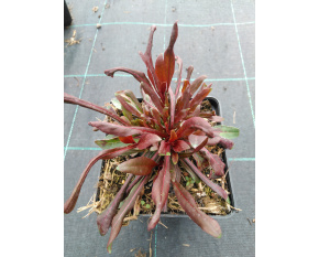 Gaura lindheimeri ‘Siskiyou Pink’