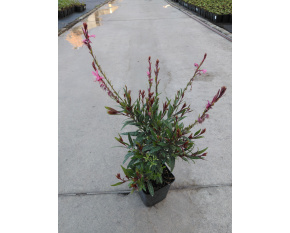 Gaura lindheimeri ‘Siskiyou Pink’
