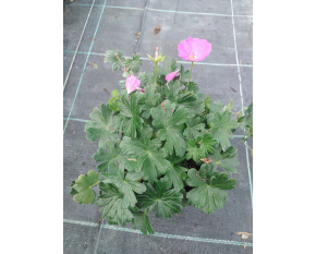 Geranium sanguineum ‘Max Frei’