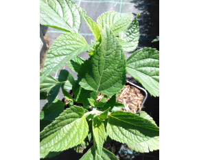Salvia hybrida ‘Amistad’
