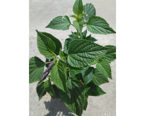 Salvia hybrida ‘Amistad’