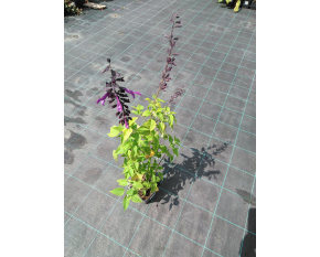 Salvia hybrida ‘Amistad’