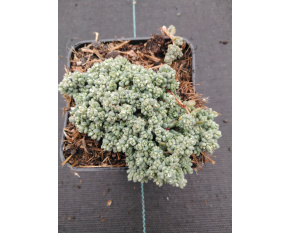 Sedum dasyphyllum