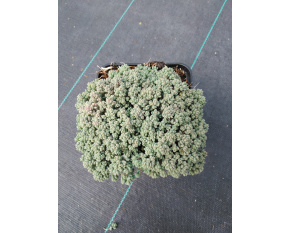 Sedum dasyphyllum