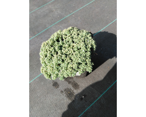 Sedum dasyphyllum