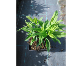 Saponaria officinalis ‘Plena’