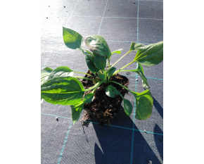 Rudbeckia fulgida ‘var.deamii’