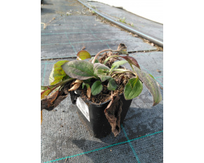 Rudbeckia fulgida var.deamii