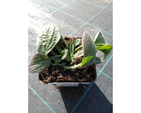 Rudbeckia fulgida var.deamii