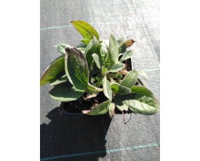 Rudbeckia fulgida var.deamii