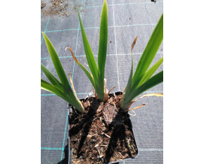 Iris pseudacorus ‘Variegata’